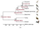 鸟类学研究组有关鸟类适应青藏高原特殊环境的基因组学证据的研究成果在Nature Communications发表