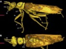 中德合作研究发现昆虫纲化石新目：奇翅目 Alienoptera